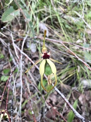Caladenia longiclavata