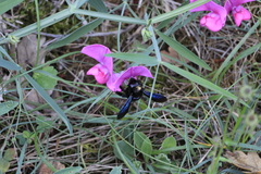 Xylocopa violacea