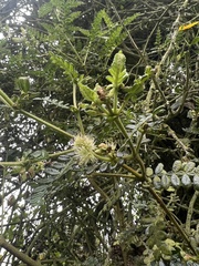 Weinmannia tomentosa