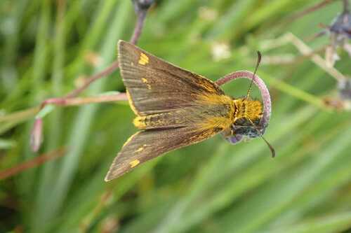 Mountain Sylph