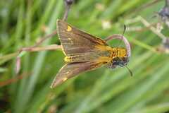Metisella aegipan aegipan