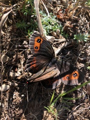 Erebia