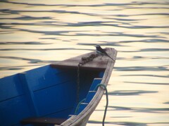 Motacilla maderaspatensis