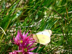 Colias phicomone