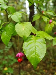 Euonymus verrucosus