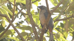 Saltator coerulescens