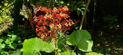 Clerodendrum paniculatum