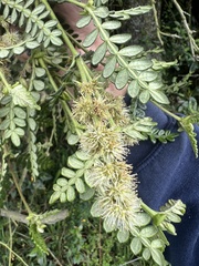 Weinmannia tomentosa