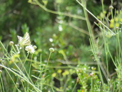 Iphiclides feisthamelii