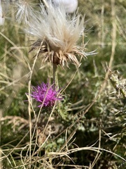 Carduus defloratus carlinifolius