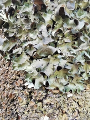 Pleurosticta acetabulum