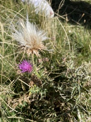 Carduus defloratus carlinifolius