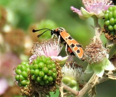 Zygaena fausta
