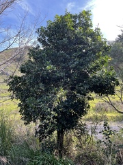 Corynocarpus laevigatus