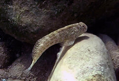 Parablennius sanguinolentus