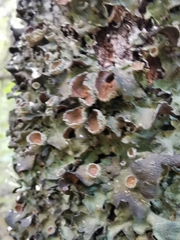 Pleurosticta acetabulum