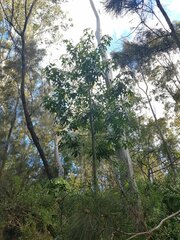 Brachychiton acerifolius