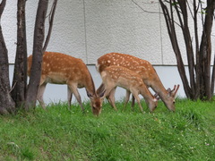 Cervus nippon yesoensis