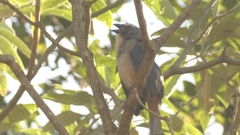 Saltator coerulescens