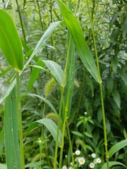 Setaria viridis major