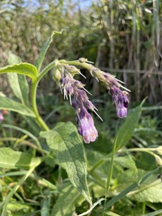 Symphytum officinale