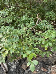Pseudopanax lessonii