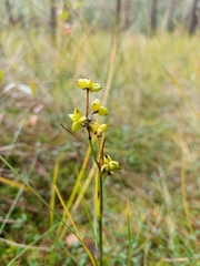 Scheuchzeria palustris