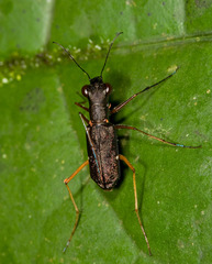 Odontocheila