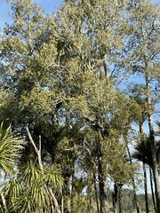 Dacrycarpus dacrydioides