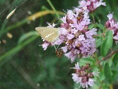 Polyommatus ripartii
