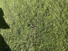 Rhipidura fuliginosa