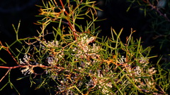 Hakea trifurcata