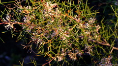 Hakea trifurcata