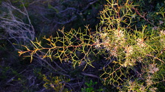 Hakea trifurcata