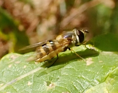 Epistrophe grossulariae