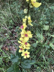 Verbascum