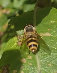 Epistrophe grossulariae