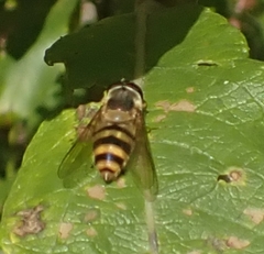 Epistrophe grossulariae