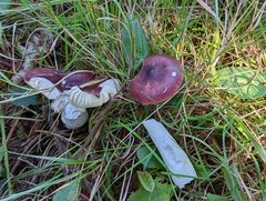 Russula