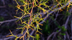 Hakea trifurcata