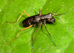 Odontocheila