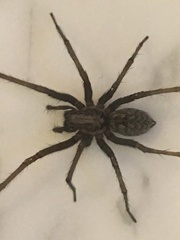 Eratigena atrica