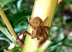 Xysticus ulmi