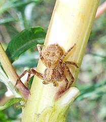 Xysticus ulmi