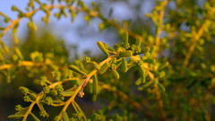 Acacia spathulifolia