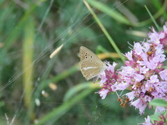 Polyommatus ripartii