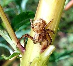 Xysticus ulmi
