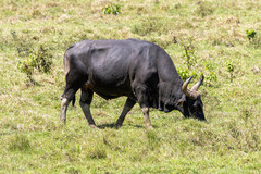 Bos javanicus javanicus