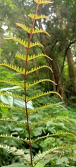 Pteris setulosocostulata