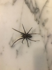 Eratigena atrica